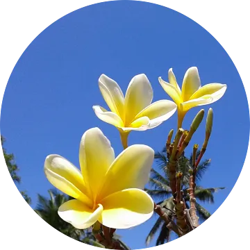 ヨガトレーニング復習コース